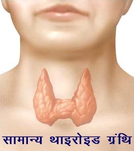 Normal Thyroid Gland