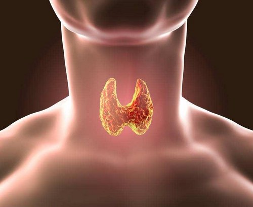 Thyroid Gland